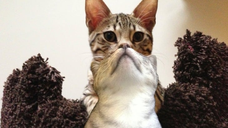 25 fotografías de gatos tomadas en el momento exacto
