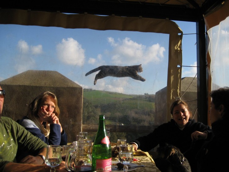 personas comiendo y afuera de una ventana un gato saltando 