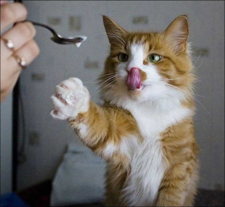 gato saboreándose una cuchara de llena de leche 