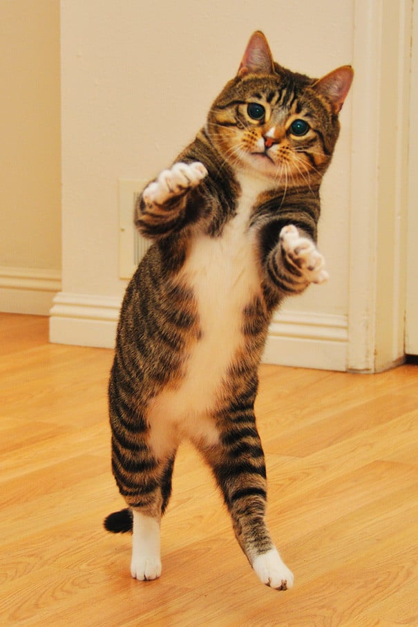 25 fotografías de gatos tomadas en el momento exacto 25 fotografías de gatos tomadas en el momento exacto