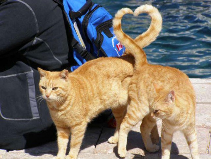 fotos de dos gatos formando un corazón con sus colas 