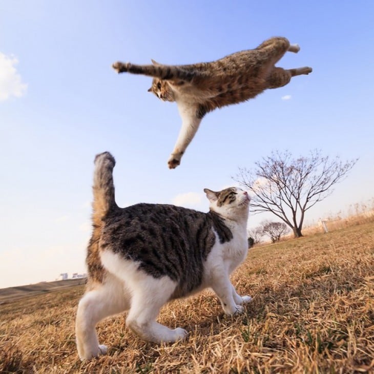 gato saltando sobre otro gato 