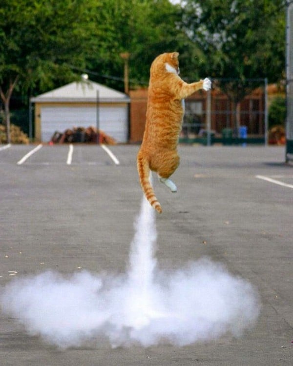 Gato en el aire que parece tener un cohete en la cola 