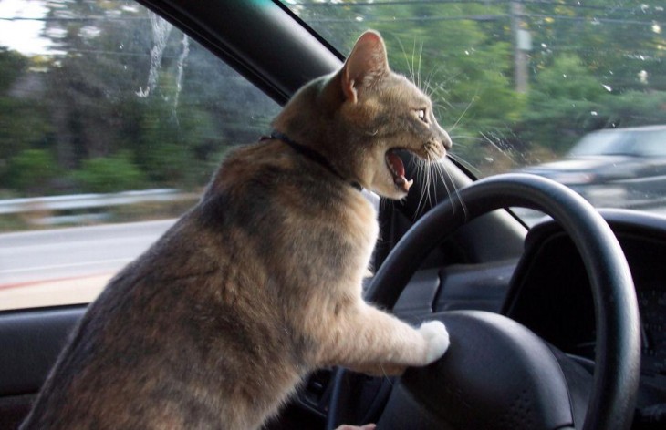 foto de un gato frente a un volante dentro de un coche 