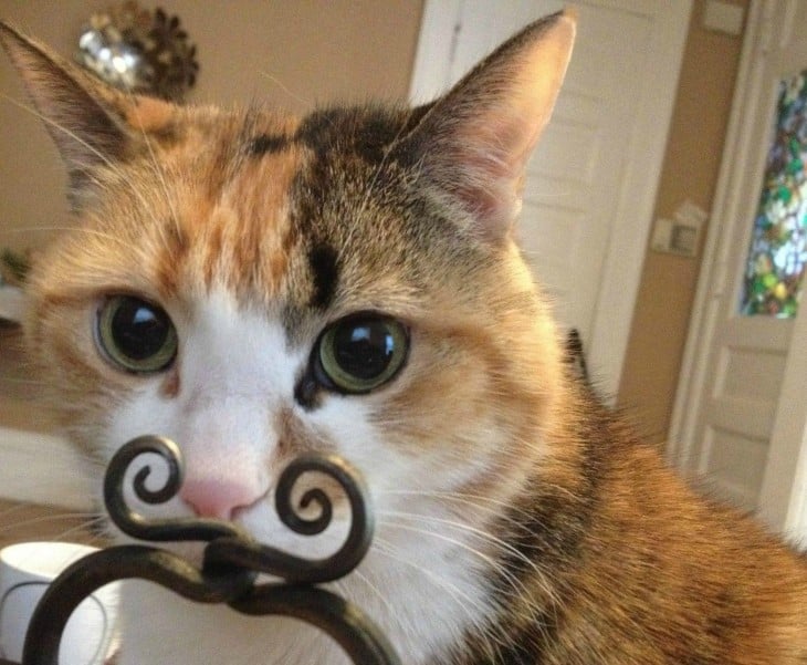 Gato que con un mueble parece tener unos bigotes 