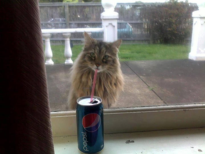 un gato detrás de una ventana que parece estar tomando pepsi con un popote 