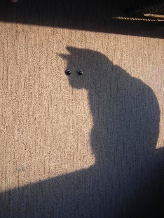 sombra de un gato en la pared con dos ojos 