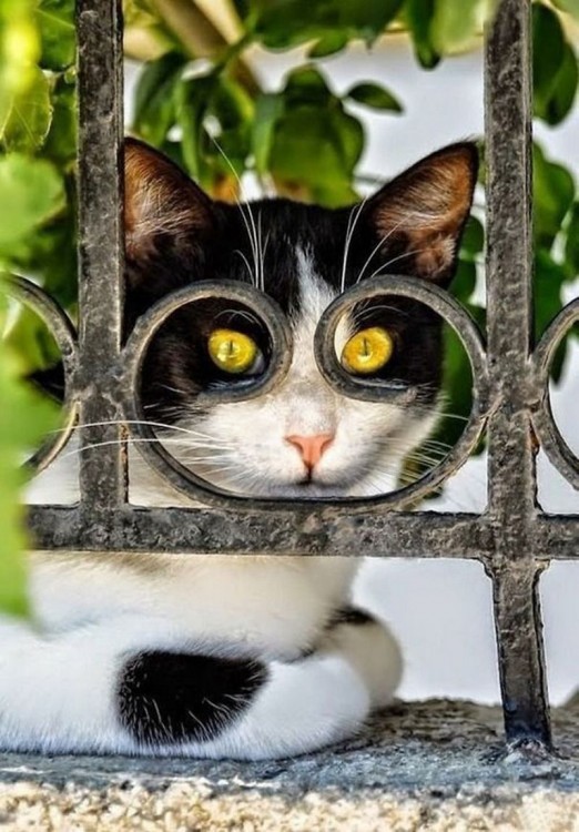 Cara de un gato detrás de un barandal de una casa 