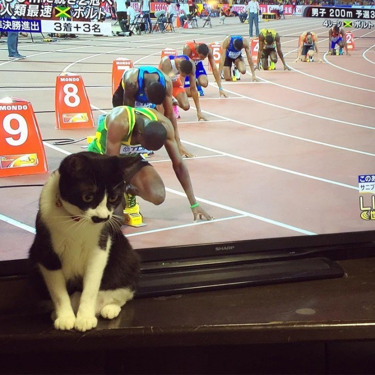 gato sentado frente a una televisión con una imagen de personas antes de empezar una carrera de atletismo 