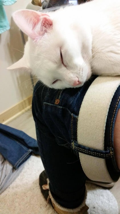 gato acostado en las piernas de su dueño