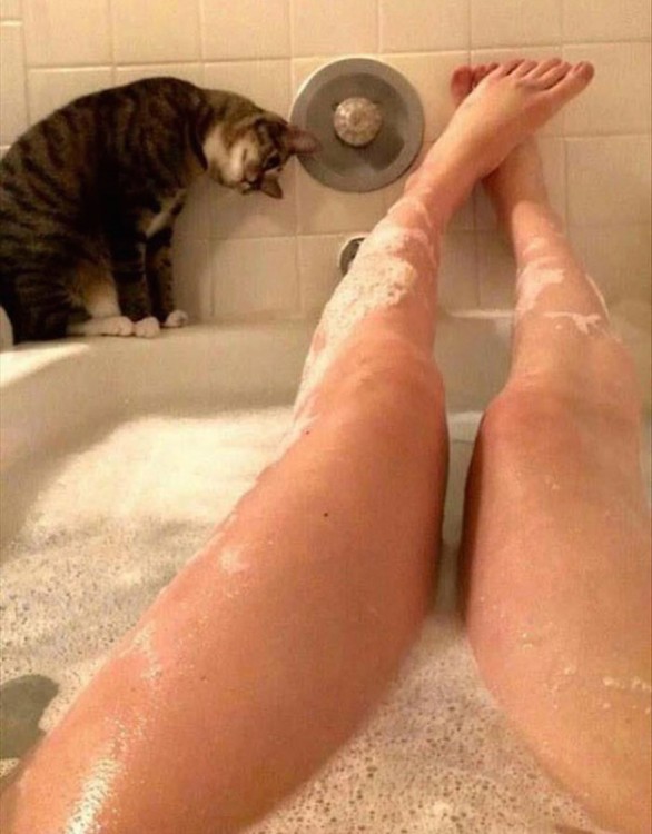 gato viendo como se baña su dueña