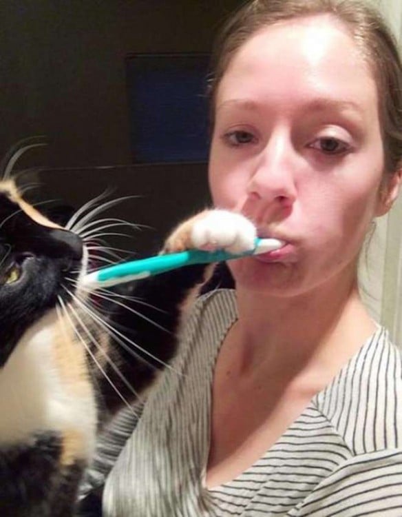 GATO IMPIDIENDO QUE SU DUEÑA SE LAVE LOS DIENTES CON EL CEPILLOLO