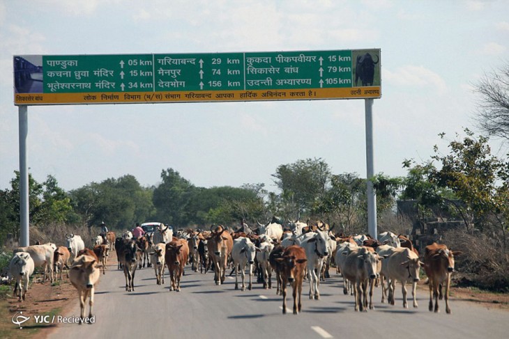 vacas caminando en medio de una carretera en Chhattisgarh, India