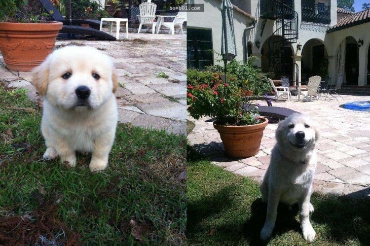 perro con 9 meses de edad