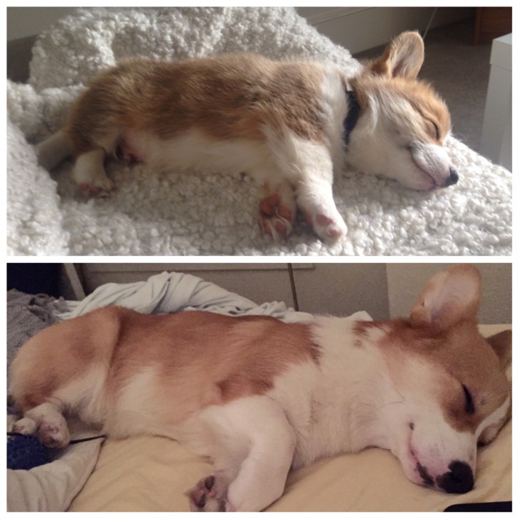 un perro corgi de 11 meses de edad