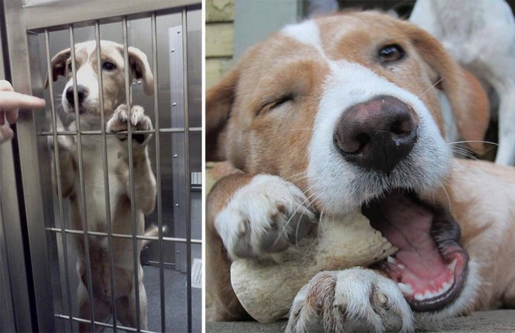 perro adoptado feliz con su hueso