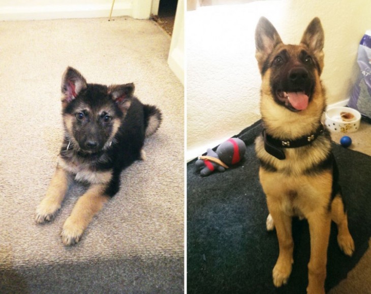 perro pastor aleman con tres meses de edad