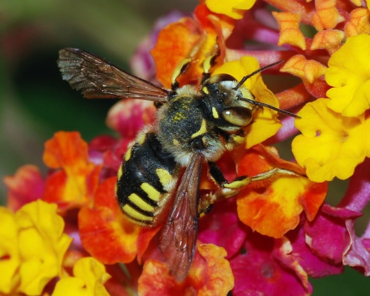 foto de una abeja sobre una flor de colores 