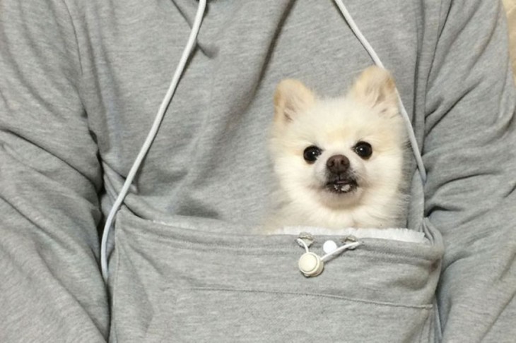 PERRITO DENTRO DE LA SUDADERA CANGURO PARA PERRO