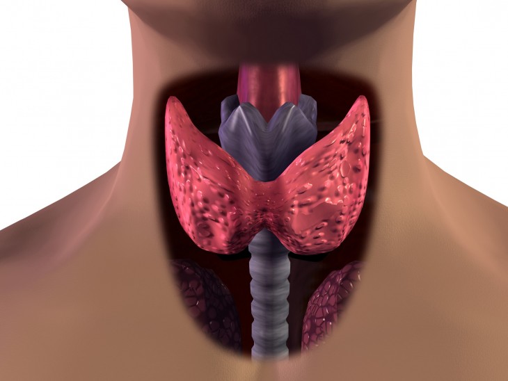 imagen que muestra la glándula de la tiroides 