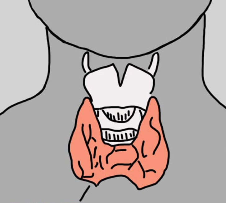 dibujo que muestra donde esta ubicada la tiroides 