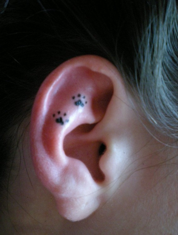 patitas de un gato en un tatuaje en la oreja