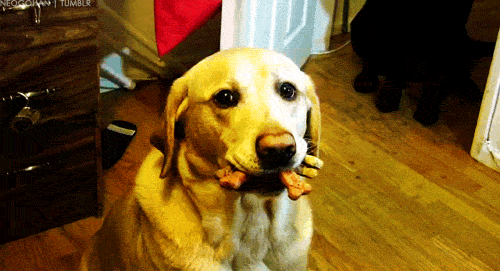 gif de perro con su juguete en la boca