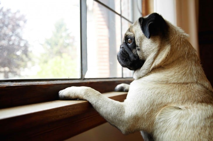 perro mirando por la ventana a su dueño