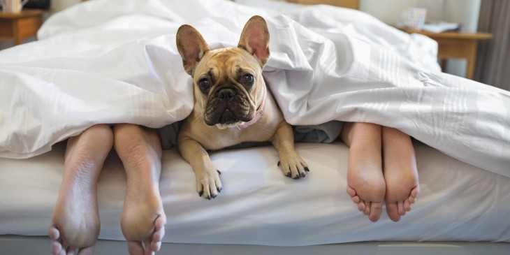 perro duerme en la cama con sus dueños