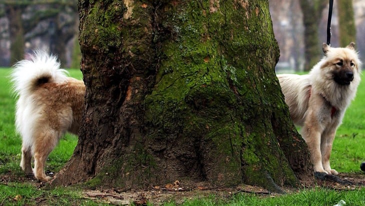 foto de un perro que esta dividido en dos partes entre un tronco de un árbol 