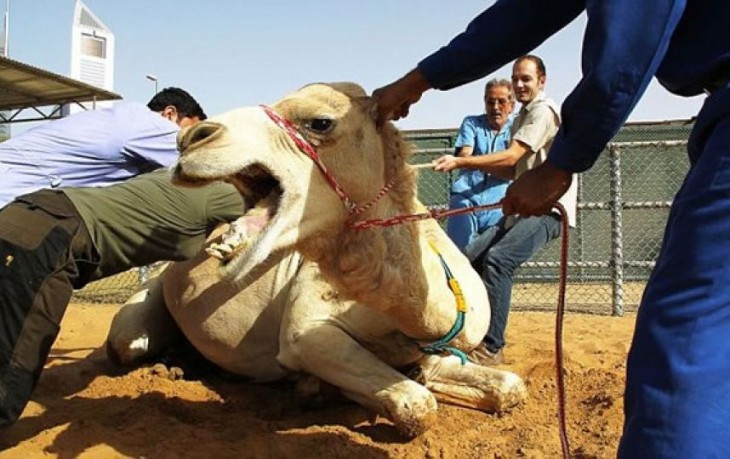foto de un camello que parece estar comiéndose a un hombre 