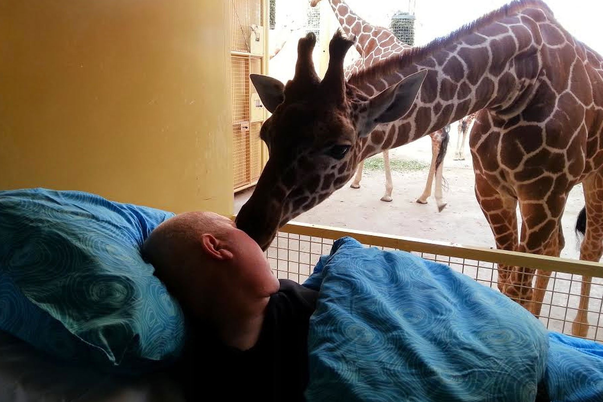 7 душераздирающих. Жираф и человек. Поцелуй жирафа.