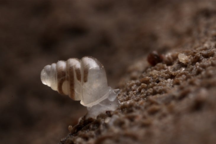 caracol semi transparente