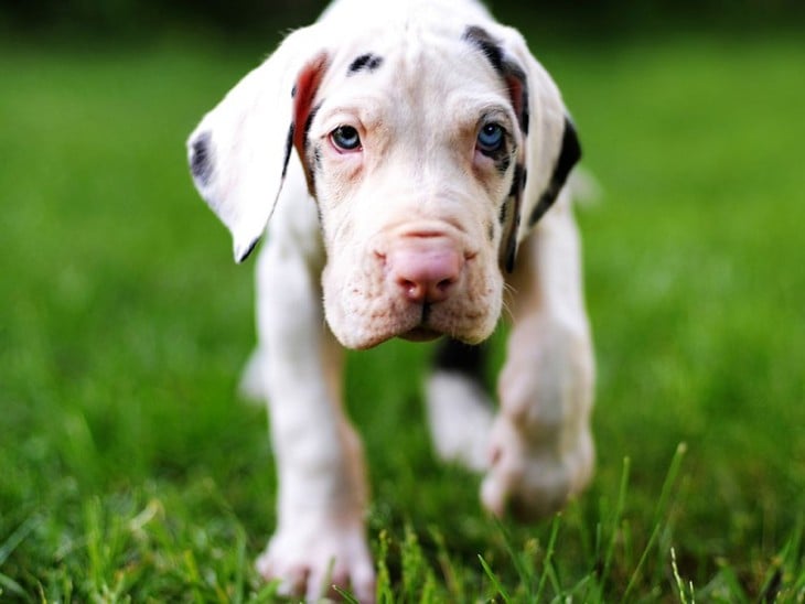 perro gran danés de cachorro