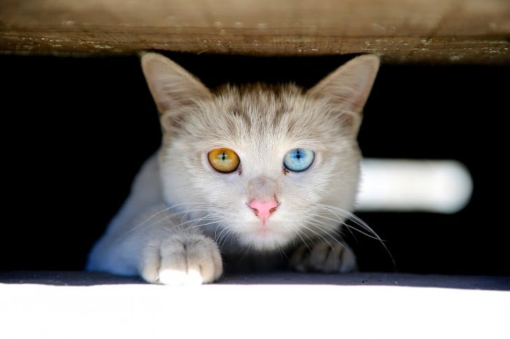 gato con los ojos de diferente color