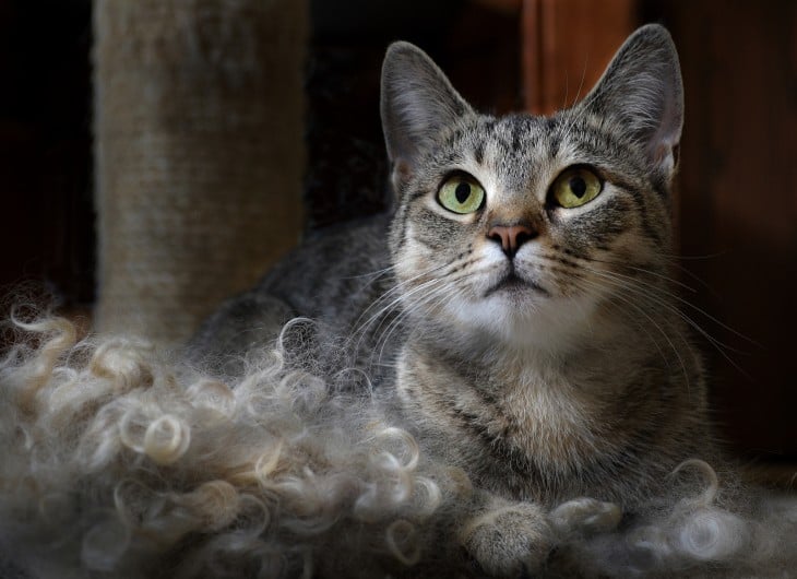 gato con sus orejas enderezadas