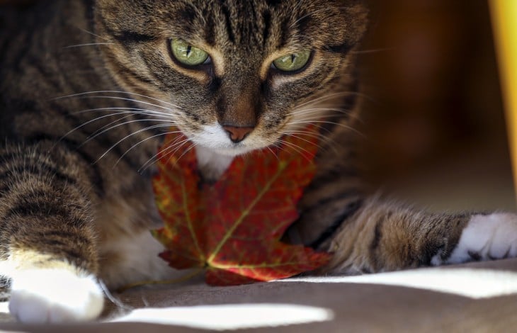 los gatos tienen huellas dactilares en sus narices