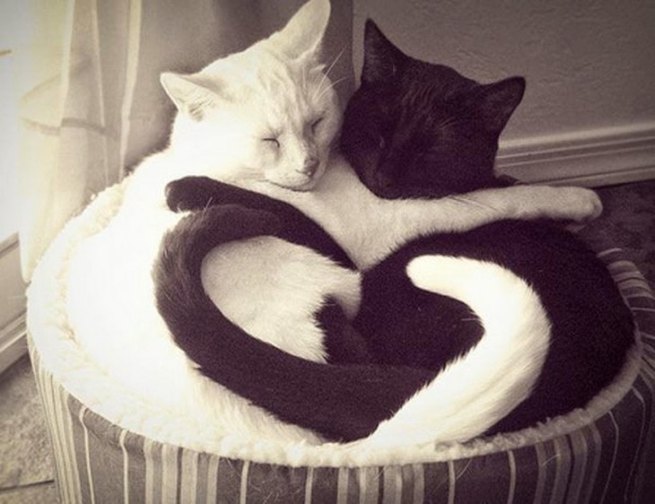 gato negro y blanco entrelazando colas de corazón