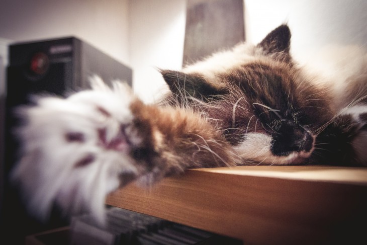los gatos pueden pasar la mayor parte del tiempo dormidos