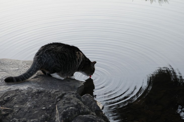 gato tomando agua de mar