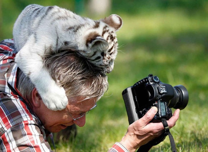 TIGRE SIBERIANO CARRIBA DE UN FOTOGRAFO