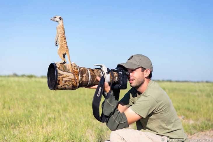 SURICATA ENCIMA DE LA LENTE DEL FOTOGRAFO