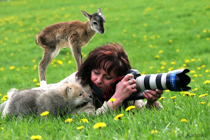 CERVATRILLO Y UN OSO SOBRE LA FOTOGRAFA