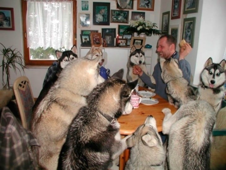 perros comiendo en lamesa con su dueño