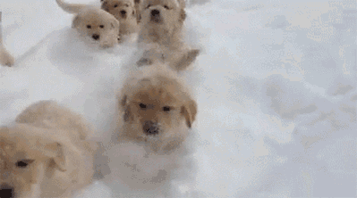 cachorritos felices corriendo en la nieve