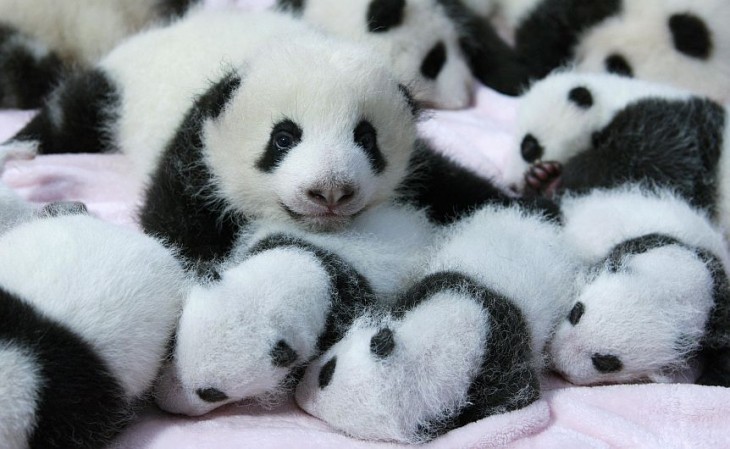 panditas dormidos juntos en unamisma cuna