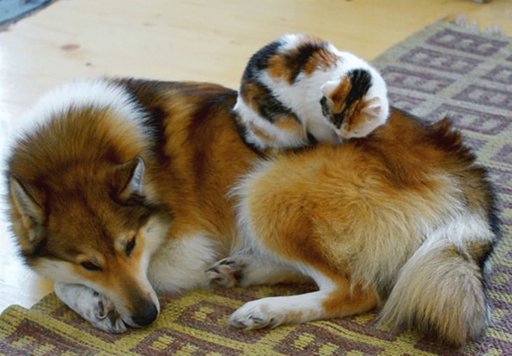 gato y perro con casi los mismos colores recostados el gato sobre el perrio