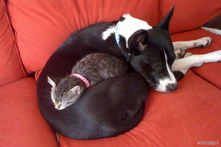 ying yang en perro y gatos juntos