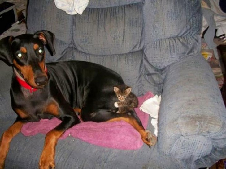 GATO PEQUEÑO EN EL TRASERO DE UN PERRO NEGRP CRIOLLO DOBERMAN