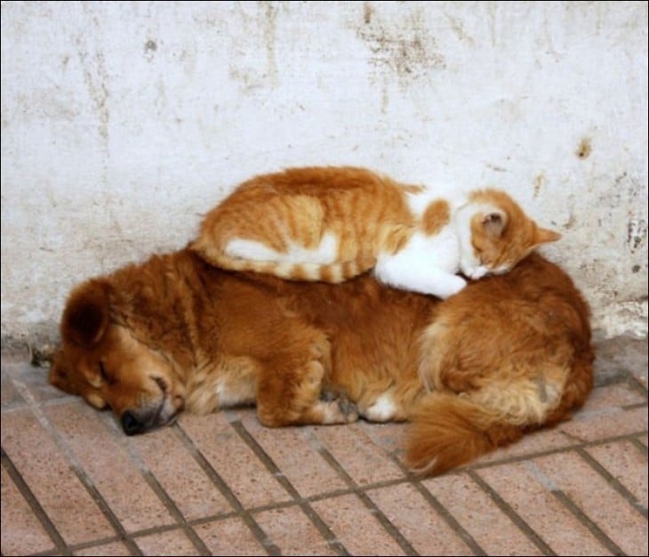 gato encima de un perro y lo utiliza como almohada